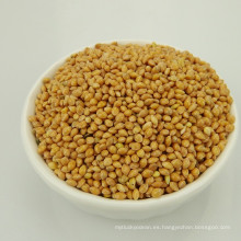 Chinese Yellow Broom Corn Millet en venta